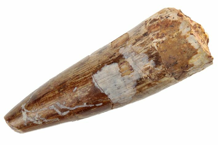 Serrated, Fossil Phytosaur Tooth - New Mexico #192571